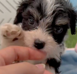 Cavachon Puppies For Sale - Windy City Pups